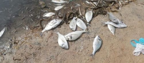 La Fiscal&iacute;a va a investigar la aparici&oacute;n de miles de peces muertos en el Mar Menor
