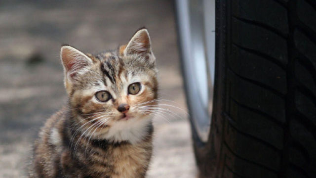 Fond d'&eacute;cran : animaux, voiture, Chatons, moustaches, Pneus, Chat ... - wallhere.com