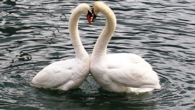 Loroscopo dell'amore di coppia del 16 ottobre