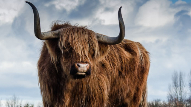 Oroscopo 15 ottobre: nuove opportunit&agrave; professionali per il Toro.