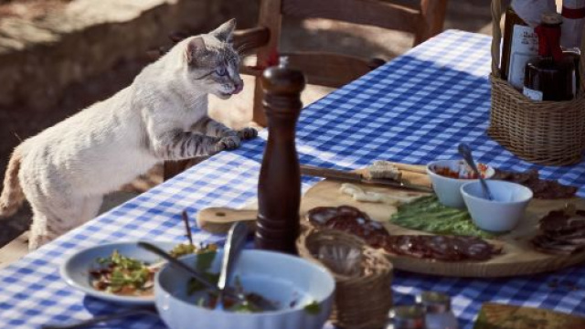 Un chat demande toujours &agrave; manger comment y rem&eacute;dier