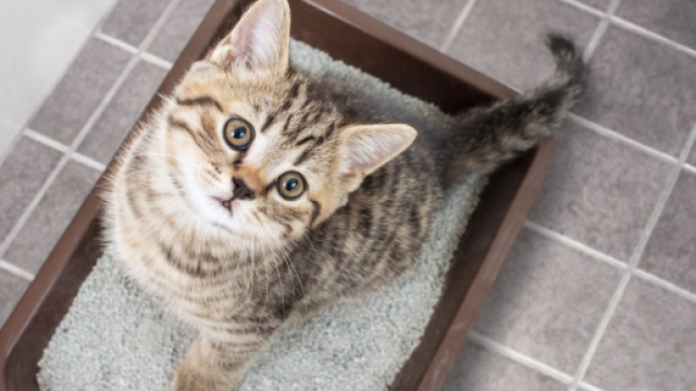 Mon chat urine sur mon lit : pourquoi et que faire ? | Magazin zooplus - zooplus.fr