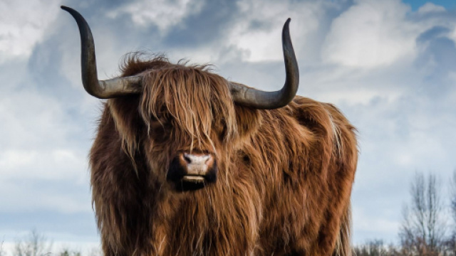 Oroscopo settimanale dal 21 al 27 ottobre: Scorpione focoso, Toro distratto