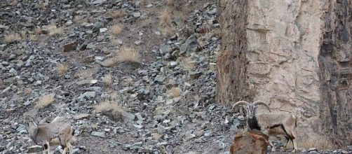 El &uacute;ltimo reto viral: ganas, si ves el leopardo