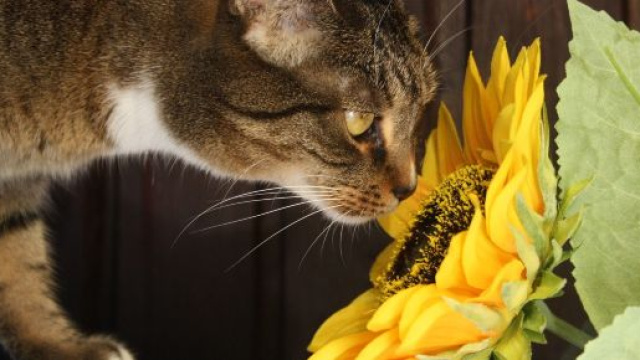 Ces odeurs que les chats detestent vraiment - photo libre de droits Pixabay