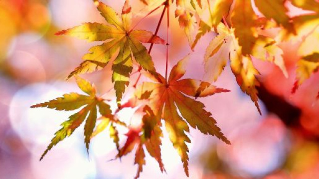Oroscopo 4 novembre: progetti per Toro, Pesci spossati