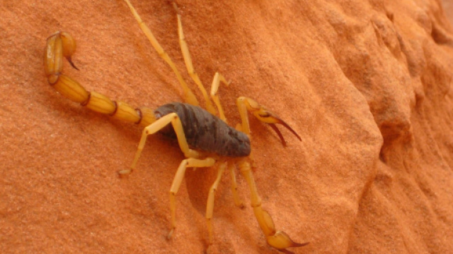 Oroscopo 24 ottobre: finanze 'top' per Scorpione, bugie per Ariete.