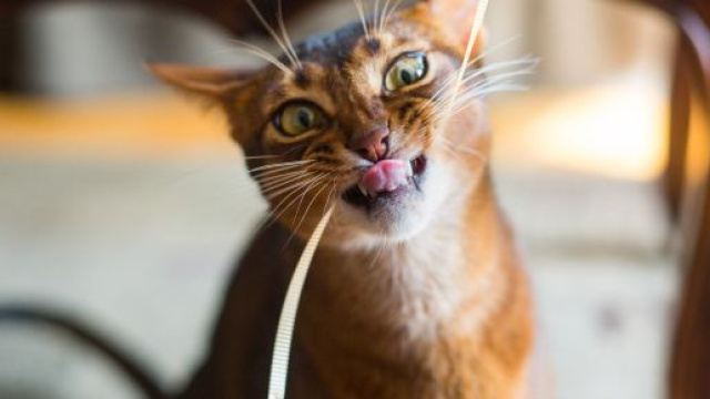 Education : top 5 des races de chats les plus intelligentes | animOgen - animogen.com