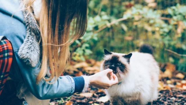 Chat ces aliments &agrave; ne pas lui donner