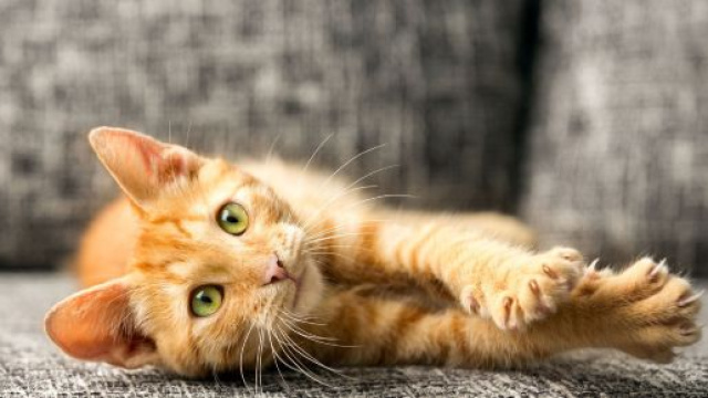 Qu'est-ce que la maladie des griffes du chat ? - Top Sant&eacute; - topsante.com