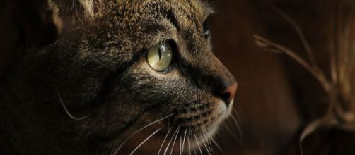 The lovely and laid back Kurin is waiting to be adopted. - (Image via Anime/Pixabay)