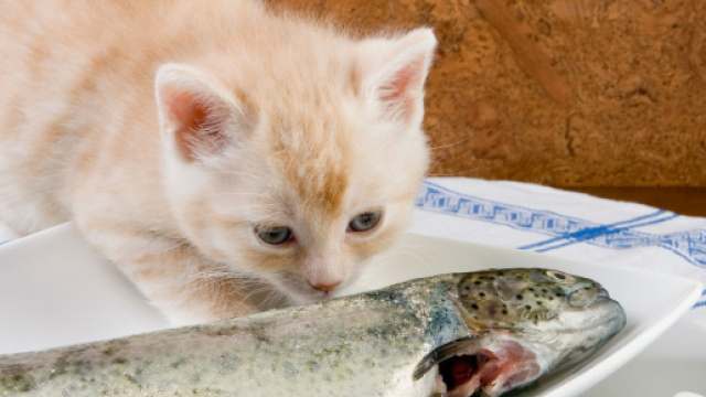 Quel poisson donner &agrave; mon chat ? - Doctissimo - doctissimo.fr