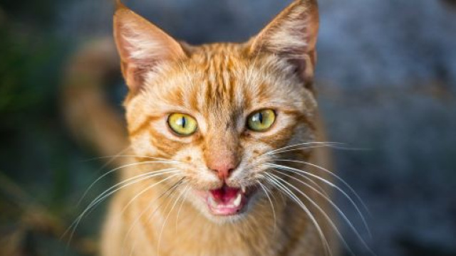 Le miaulement - pourquoi mon chat miaule ? - F&eacute;linsFolies - felinsfolies.com