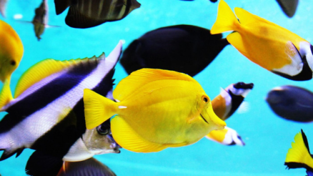 Oroscopo 5 ottobre: Pesci galante, Gemelli stranito.