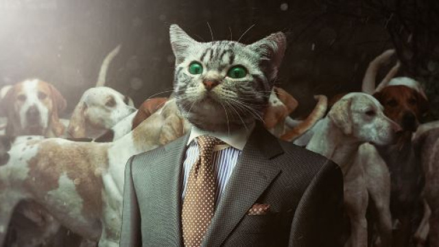 5 astuces faciles pour enlever l'odeur du pipi de chat