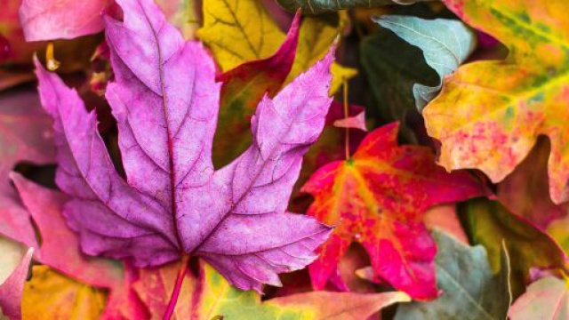 Oroscopo 19 novembre: malumore per il Cancro, Vergine indisponente