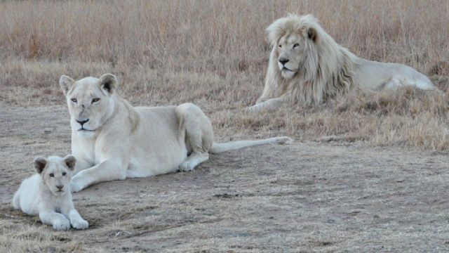 Oroscopo 2 novembre: finanze a gonfie vele per Leone e Sagittario