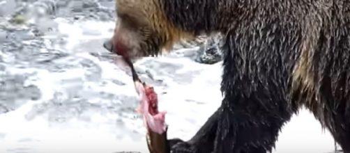 Grizzly Bear with its catch of salmon. [Image source/Brian Glozier YouTube video]