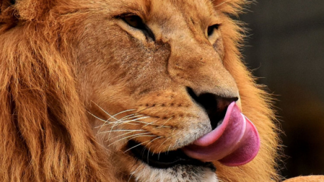 Oroscopo 6 ottobre: Leone creativo, Sagittario distratto