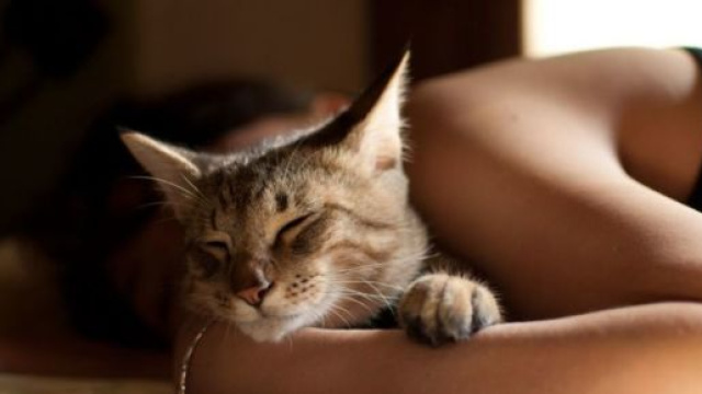 six bonnes raisons de dormir avec son chat - photo publi&eacute;e sur le site terrafemina.com