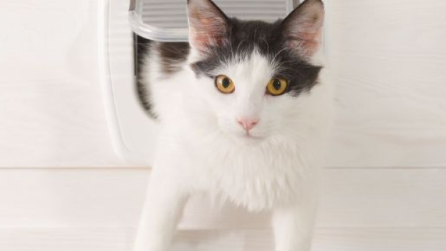 Chati&egrave;re pour chat : quel mod&egrave;le choisir ? Comment l'installer ... - doctissimo.fr