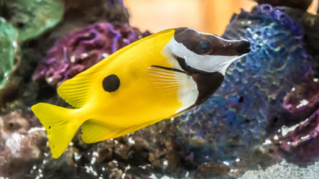 Oroscopo, classifica 7 ottobre: Pesci diplomatico, bugie per Bilancia.