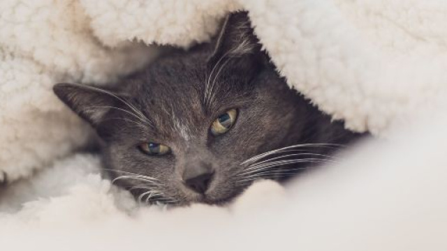 5 conseils pour prot&eacute;ger efficacement un chat du froid