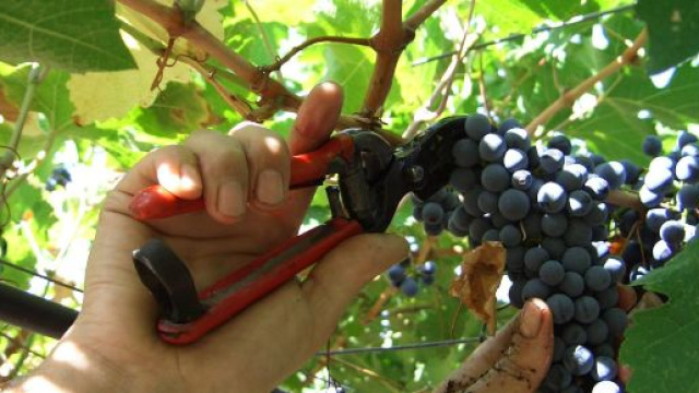 Vini, l'Italia &egrave; il primo produttore mondiale. Migliora la qualit&agrave; ... - tp24.it