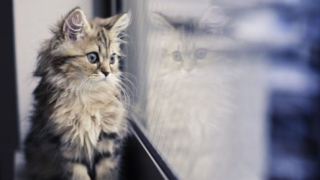 Fond d'&eacute;cran : chat, fen&ecirc;tre, r&eacute;flexion, moustaches, Maine Coon ... - wallhere.com