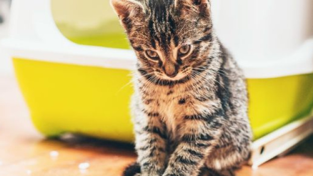 Apprendre au chat &agrave; utiliser sa liti&egrave;re - Chiens, chats et tous ... - animal.ch