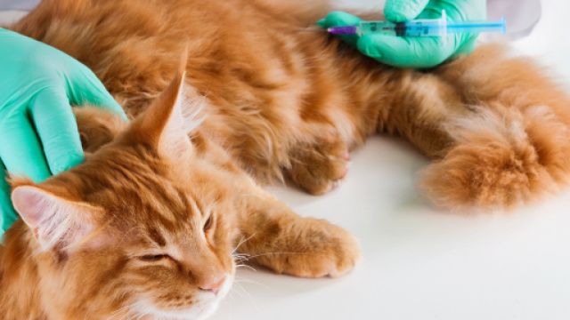 Cancer du chta : Signes visibles et traitement | Bulle Bleue - bullebleue.fr