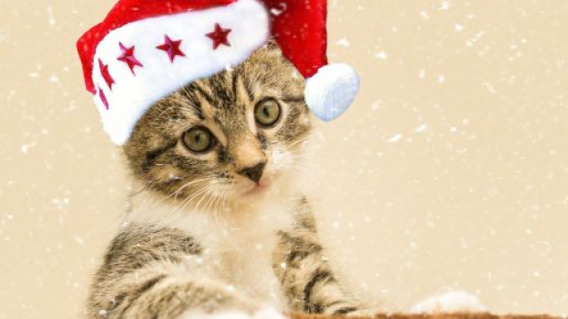 5 dangers qui guettent un chat durant l'hiver