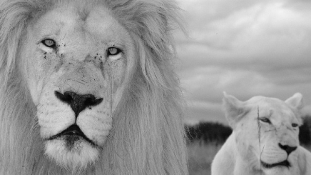 Oroscopo, classifica 14 novembre: umore 'top' per Leone, Toro spossato