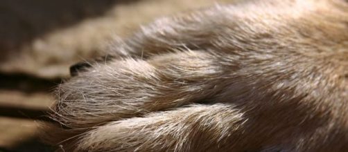 Will you give a senior dog a second chance at happiness? - Image via Pixabay