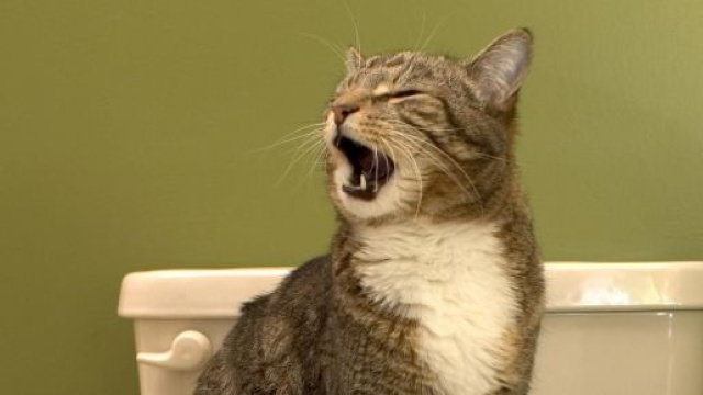 Fonds d'ecran Chat domestique Toilettes Animaux t&eacute;l&eacute;charger photo - 1zoom.me