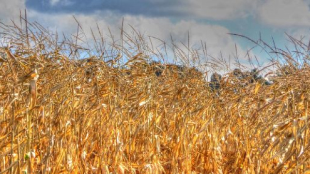 Lo strano giro dei fondi UE per l'agricoltura nei paesi dell'Est.