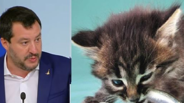 Matteo Salvini ed il gattino pubblicato sulla sua pagina Facebook.
