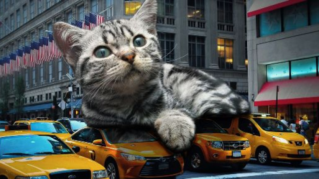 5 raisons qui expliquent pourquoi un chat l&egrave;che son maitre - photo publi&eacute;e sur Pixabay