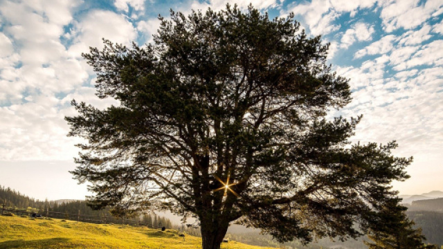 Vous pouvez voter pour l'Arbre de l'Ann&eacute;e. Credit: Pixabay
