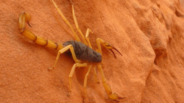 Oroscopo del 27 novembre: viaggi per Sagittario, umore 'flop' per Scorpione.