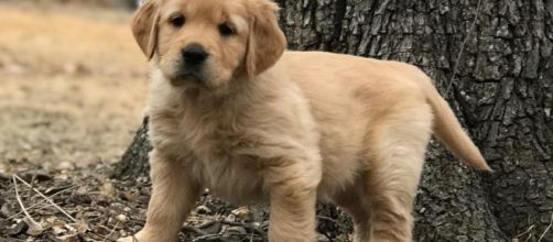 C&atilde;es s&atilde;o da ra&ccedil;a golden retriever. (Arquivo Blasting News)