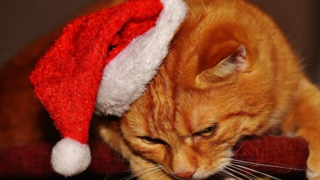 Pourquoi les chats doment avec une patte sur les yeux - Photo par Pixabay