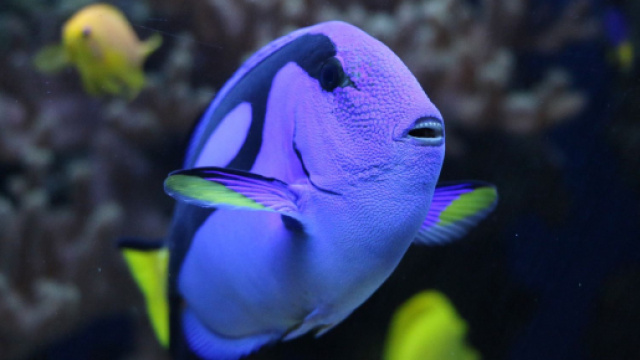 Previsioni astrologiche, classifica 28 novembre: Pesci bugiardo, nuova dieta per Acquario.