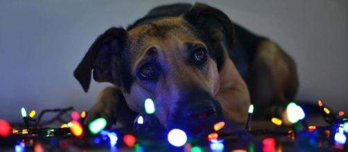 Thrill your family and friends with lovely gifts while helping refugees and animals this year [Image by Ivana Kohoutov&aacute; from Pixabay]