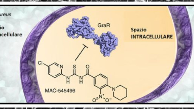 Su 45mila composti, selezionato un composto molto efficace nell&rsquo;inibire GraR, un proteina che favorisce la resistenza agli antibiotici.