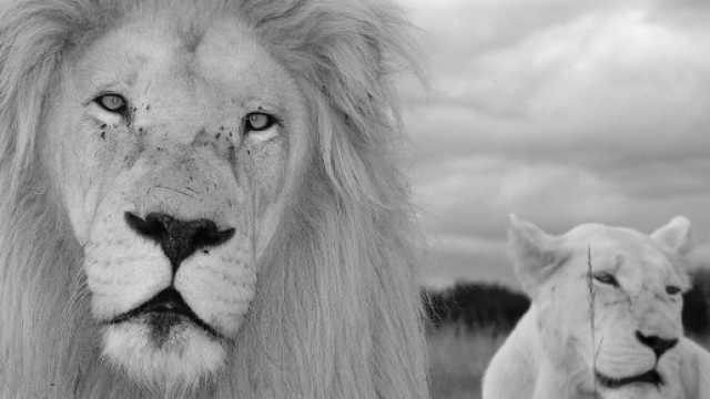 Previsioni astrologiche 2 dicembre: concretizzazioni per Leone, ripensamenti per l'Ariete.