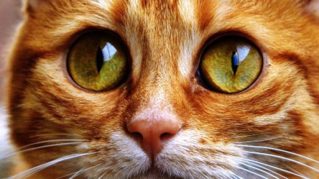 Chat: 5 signes pour mieux le comprendre