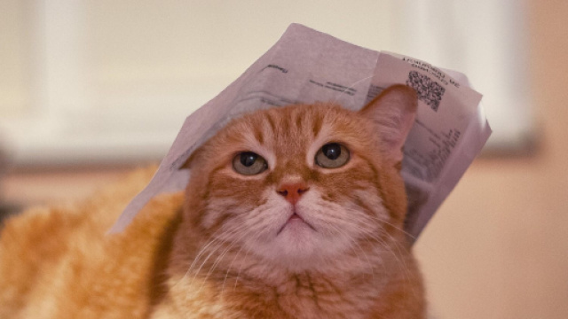 Chat: 5 explications de leur &eacute;trange comportement - Blasting News