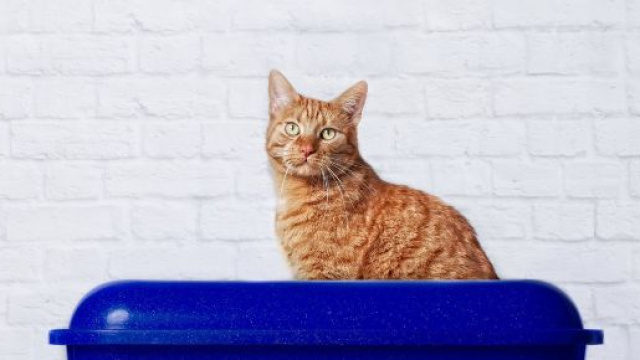 Liti&egrave;re pour Chat Autonettoyante - Guide d'achat Comment Choisir ... - starnimo.com