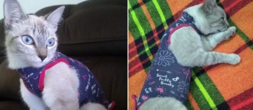 Semelhan&ccedil;a entre os pets causou a confus&atilde;o. (Arquivo Pessoal)